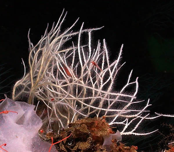 北美太平洋海岸深水区域发现四个肉食性海绵动物新物种