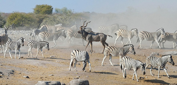 �������ױ��������Ĺ��ҹ�԰һֻ������Ϊ�����๷׷ɱ����������Ⱥ