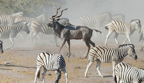 �������ױ��������Ĺ��ҹ�԰һֻ������Ϊ�����๷׷ɱ����������Ⱥ