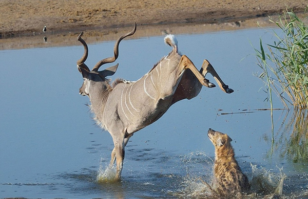 �������ױ��������Ĺ��ҹ�԰һֻ������Ϊ�����๷׷ɱ����������Ⱥ