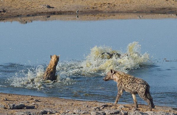 �������ױ��������Ĺ��ҹ�԰һֻ������Ϊ�����๷׷ɱ����������Ⱥ