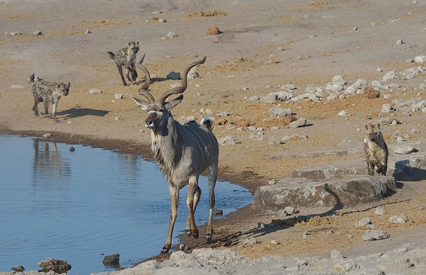 �������ױ��������Ĺ��ҹ�԰һֻ������Ϊ�����๷׷ɱ����������Ⱥ