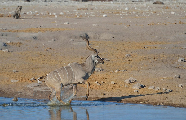 �������ױ��������Ĺ��ҹ�԰һֻ������Ϊ�����๷׷ɱ����������Ⱥ