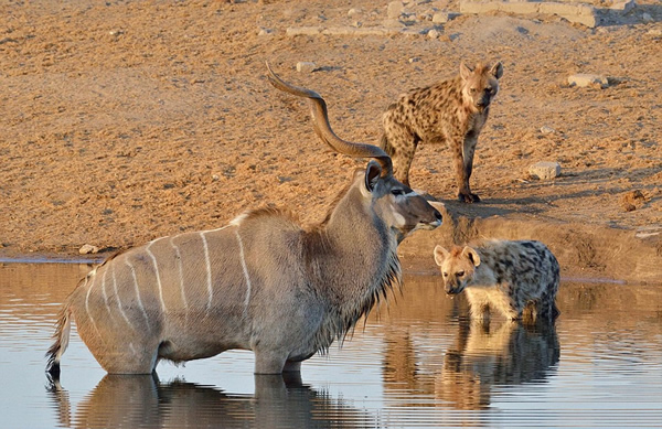 �������ױ��������Ĺ��ҹ�԰һֻ������Ϊ�����๷׷ɱ����������Ⱥ