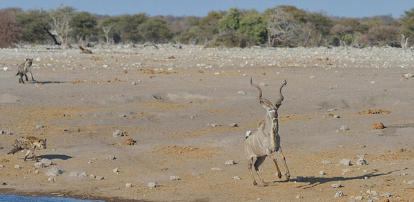 �������ױ��������Ĺ��ҹ�԰һֻ������Ϊ�����๷׷ɱ����������Ⱥ