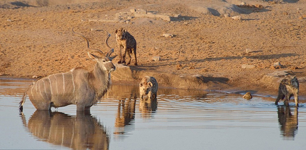 �������ױ��������Ĺ��ҹ�԰һֻ������Ϊ�����๷׷ɱ����������Ⱥ