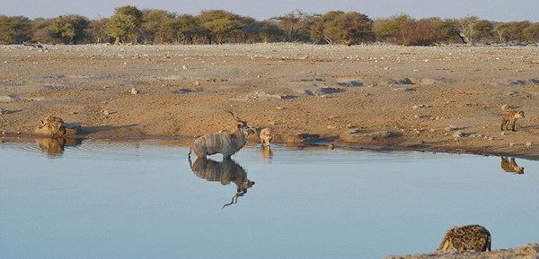 �������ױ��������Ĺ��ҹ�԰һֻ������Ϊ�����๷׷ɱ����������Ⱥ