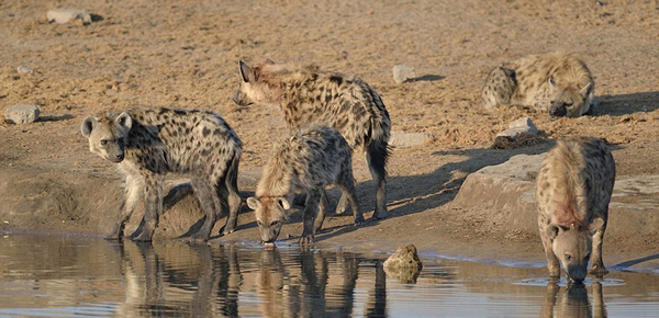 �������ױ��������Ĺ��ҹ�԰һֻ������Ϊ�����๷׷ɱ����������Ⱥ