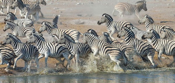 �������ױ��������Ĺ��ҹ�԰һֻ������Ϊ�����๷׷ɱ����������Ⱥ