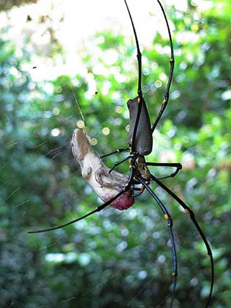 澳洲壁虎误闯金圆蜘蛛地盘惨遭对方处死