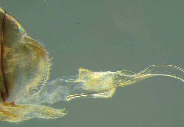 NeotroglaƳӵ٣ӵ۳潻䡣