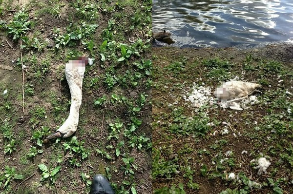 库珀指有最少3只天鹅遭人斩首弃尸