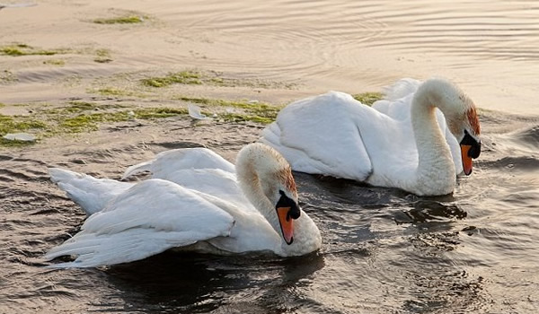 英国境内的天鹅均属英女王的财产,故杀鹅者将面临监禁6个月及罚款5千镑。