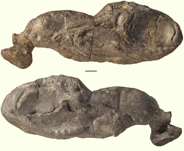 Ozarcus mapesae化石研究发现鲨鱼进化的证据