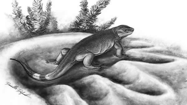 3亿年前小型肉食动物Eocasea与同时代已知最大食草动物的脚印