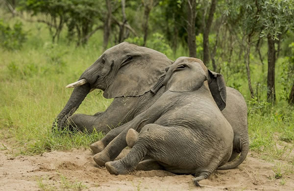 �Ϸǿ�³����ҹ�԰3ͷС��Ե�������͸����ˮ��������