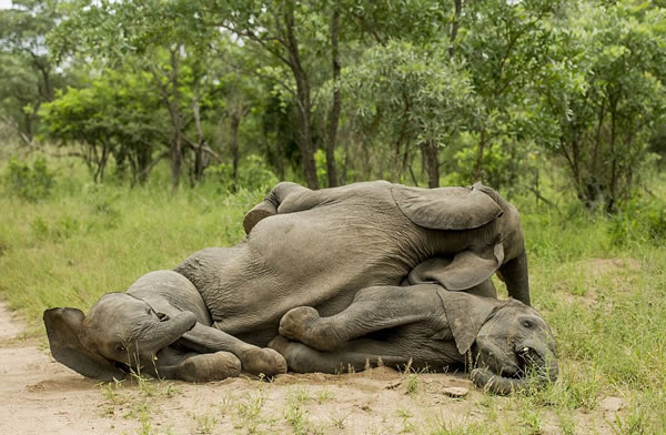 �Ϸǿ�³����ҹ�԰3ͷС��Ե�������͸����ˮ��������