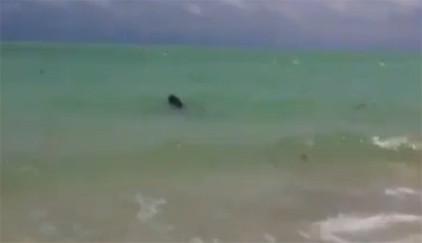 īȿ̹ɳ̲οͰǳػش