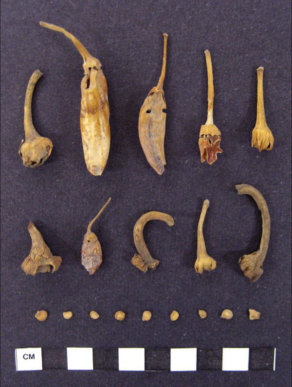 最新研究表明早在公元前7500年南美洲居民就开始使用辣椒