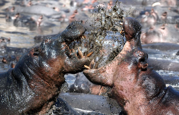 ̹ɣ���ǵĿ�ά�����ҹ�԰��ͷ�ش�5�ֵ����Ժ���չ�����Ҳ�ɱ