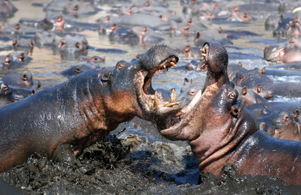 ̹ɣ���ǵĿ�ά�����ҹ�԰��ͷ�ش�5�ֵ����Ժ���չ�����Ҳ�ɱ