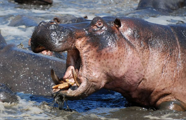 ̹ɣ���ǵĿ�ά�����ҹ�԰��ͷ�ش�5�ֵ����Ժ���չ�����Ҳ�ɱ