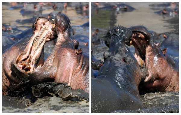 ̹ɣ���ǵĿ�ά�����ҹ�԰��ͷ�ش�5�ֵ����Ժ���չ�����Ҳ�ɱ