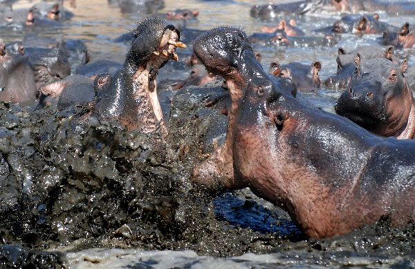 ̹ɣ���ǵĿ�ά�����ҹ�԰��ͷ�ش�5�ֵ����Ժ���չ�����Ҳ�ɱ