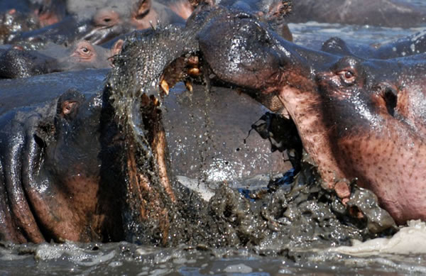 ̹ɣ���ǵĿ�ά�����ҹ�԰��ͷ�ش�5�ֵ����Ժ���չ�����Ҳ�ɱ