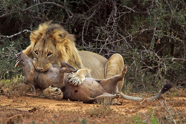 �Ϸ�ðʧ�������δ���ʨȺ���ճ�����