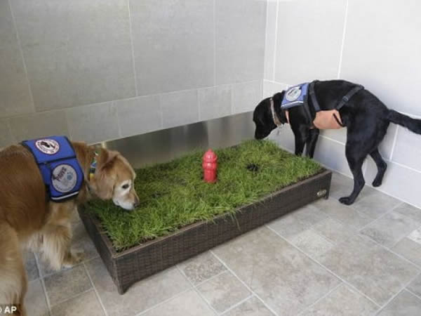 美国底特律机场启用服务犬专用厕所 - 神秘的地