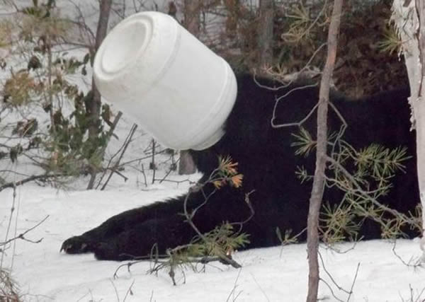 加拿大安大略省北部黑熊脑袋钻进桶出不来