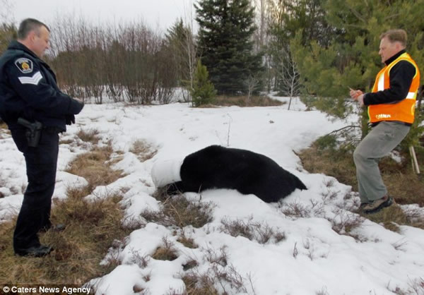 加拿大安大略省北部黑熊脑袋钻进桶出不来