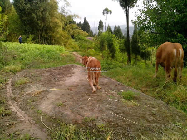 �Ĵ���¤�ؾ��������ȵ�ţ