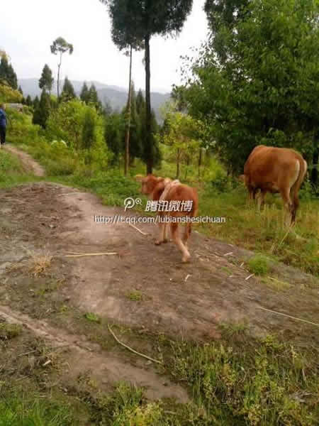 �Ĵ���¤�ؾ��������ȵ�ţ