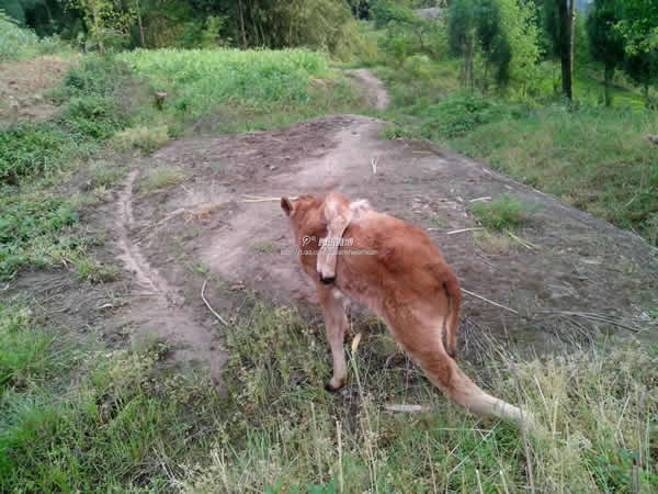 �Ĵ���¤�ؾ��������ȵ�ţ