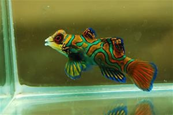 台湾“国立海洋生物博物馆”成功繁殖花斑连鳍䲗