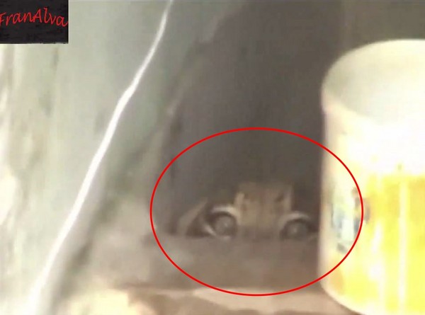 ���͵�Ұ�����ȣ�˲��������Сè��