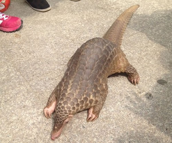 如何杀娃娃鱼 1_2014042319121712l2v.jpg