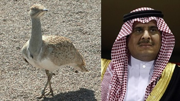 虽然法赫德获巴国政府发许可证,但他超额猎杀,暂未知会否需要受罚。