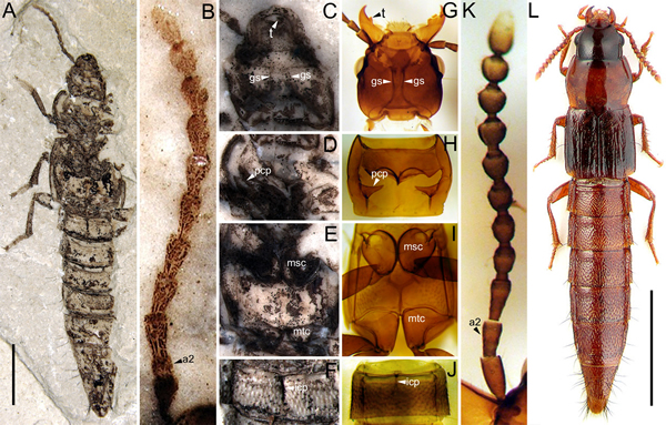 化石光滑隐翅虫与其现生代表的形态对比