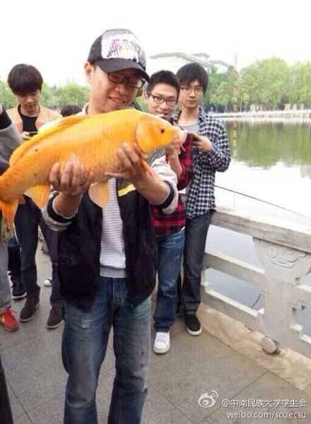 南湖钓起10多斤重的“土豪金”红鲤鱼