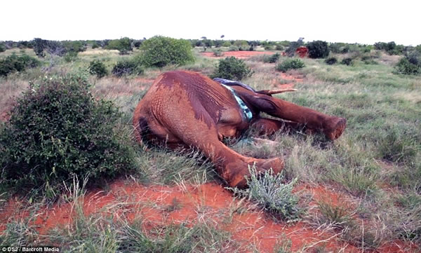 �����ǲ��ֹ��ҹ�԰һͷ4���ش���͵���߶����������о綾