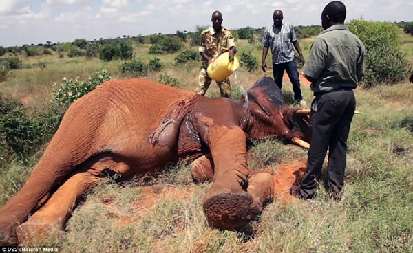 �����ǲ��ֹ��ҹ�԰һͷ4���ش���͵���߶����������о綾