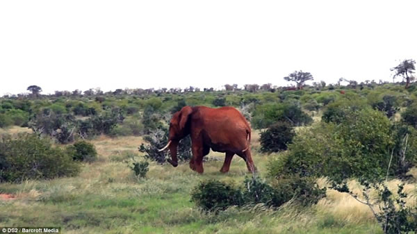 �����ǲ��ֹ��ҹ�԰һͷ4���ش���͵���߶����������о綾