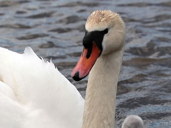 美国伊利诺州一名男子照顾天鹅时反遭攻击淹死