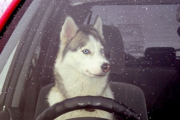 俄罗斯一只西伯利亚雪撬犬竟自行“驾车”