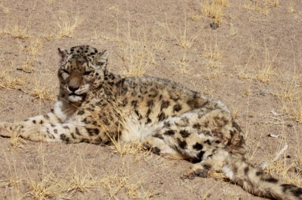 ѩ�����й�һ����������