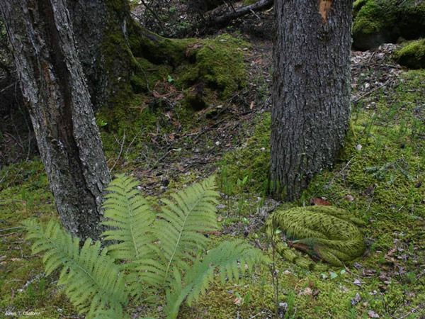这是对伤齿龙科的寐龙(Mei)第一次进行复原。作者希望表现出寐龙颜色与周围环境十分接近的推测,这也是许多现生动物躲避掠食者的方法。