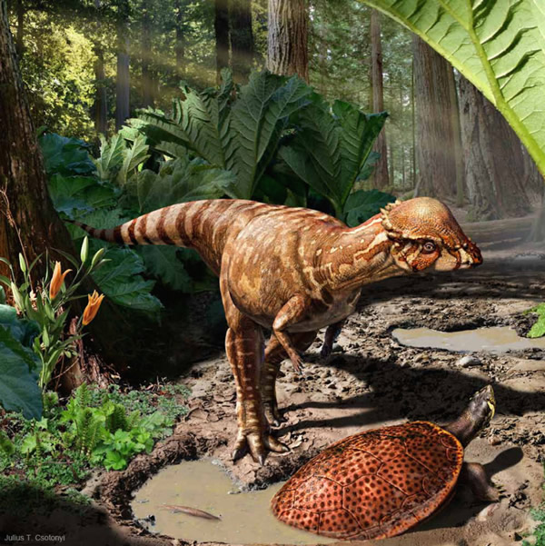 这是一种刚被描述的厚头龙,学名为Acrotholus。它身后是根乃拉草(Gunnera)的巨大树叶,而它身前的水洼里,有一只远古的乌龟(Neurankylus)